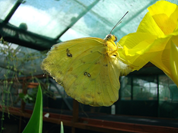 orange-barred sulphur
